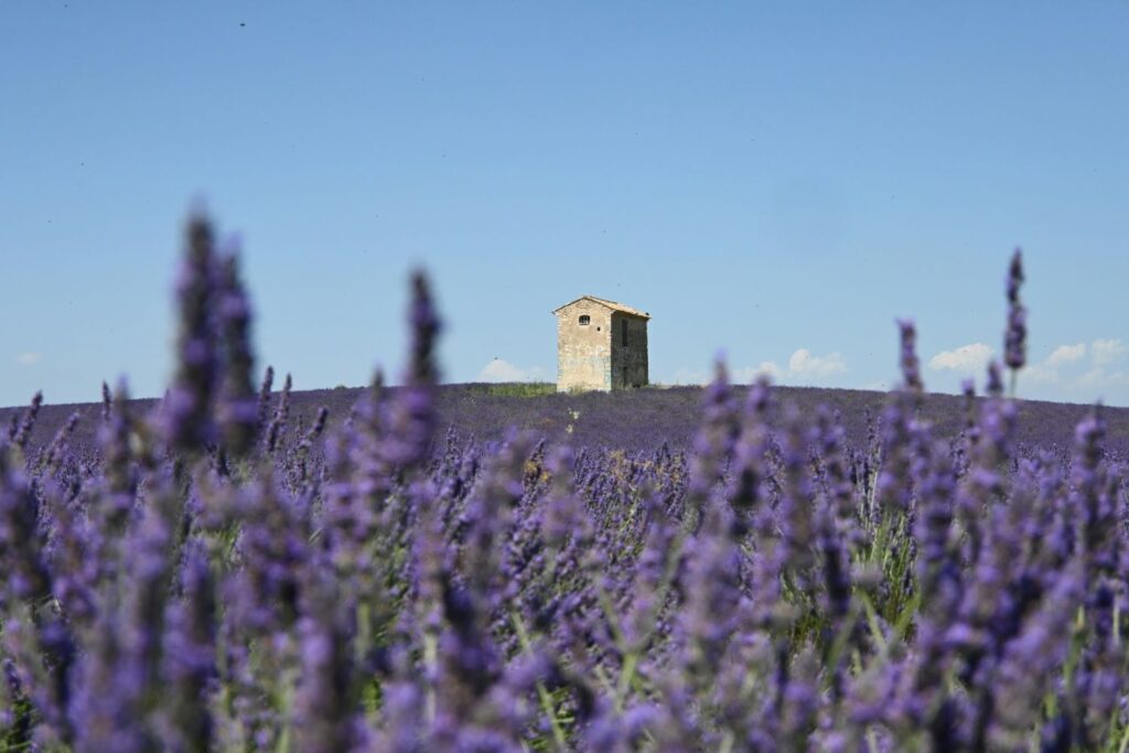 Provence France: Lavender field with a stone house in the background